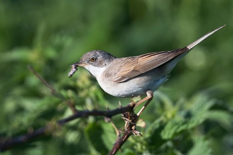 Common whitethroat
