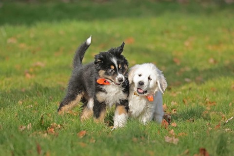 Golden Retriever and Australian Shepherd