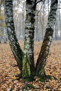 Sand birch