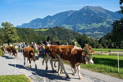 Cows decorated for the Almabtrieb on the road to the Heimathof