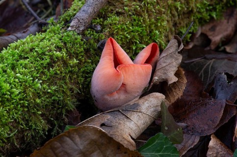 Scarlet elf cup