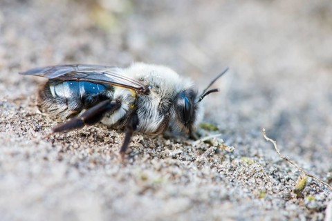 Ashy mining bee