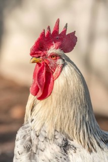 Portrait of a rooster in a chicken coop. France