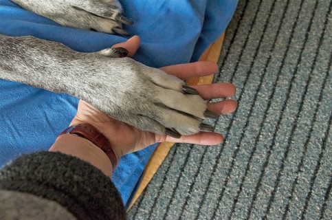 Paw of a Great Dane in human hands