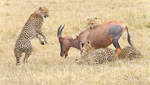 Four male cheetahs