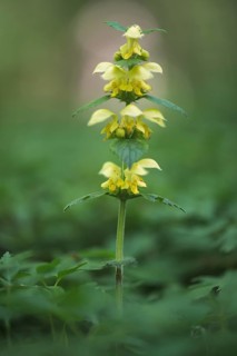 Yellow archangel
