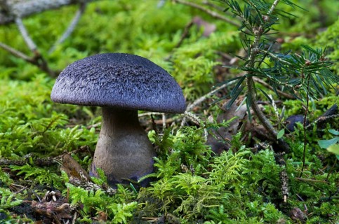 Violet webcap