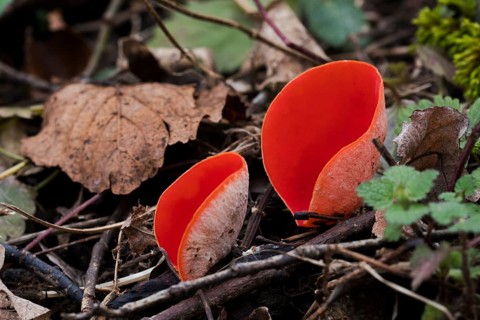 Scarlet elf cup