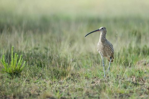 Curlew