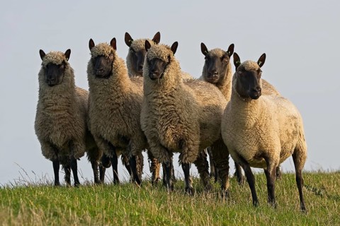Suffolk sheep