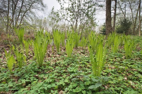 Ostrich fern