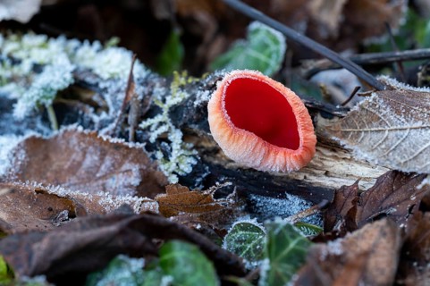Scarlet elf cup