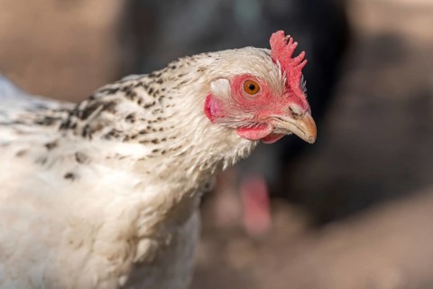 Portrait of a white hen in a chicken coop. France