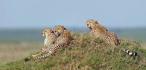 Four male cheetahs