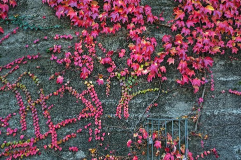 Boston ivy