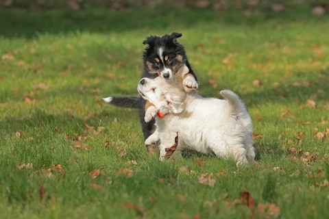 Golden Retriever and Australian Shepherd