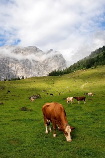 Cows on pasture
