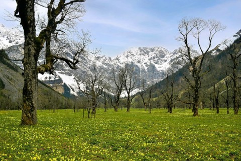 Grosser Ahornboden with meadow full of primrose