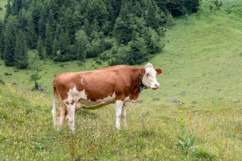 Cow on pasture