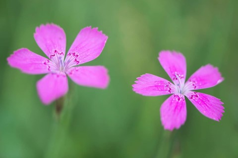 Maiden pinks