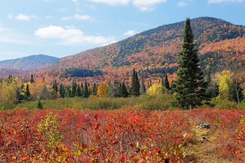 Autumnal landscape