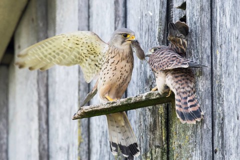 Common kestrels