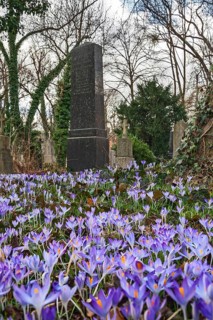 South cemetery and crocuses