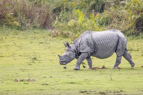 Indian rhino
