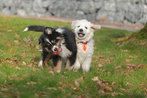Golden Retriever and Australian Shepherd