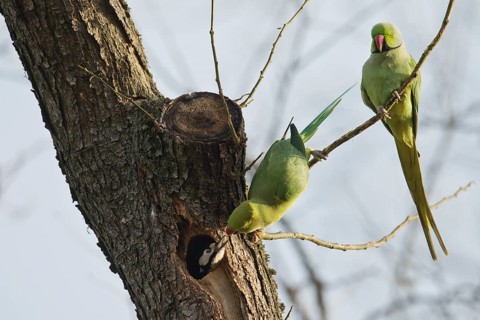 Rose-ringed parakeets
