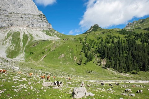 Cows in the Enger Grund mountain pasture area with Hohljoch and Teufelskopf