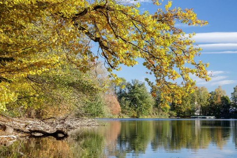 Autumn trees on the shore of the Lengwil pond