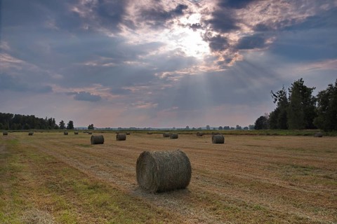 Straw bales in late summer in a field in the Nuthe-Nieplitz nature Park near Stangenhagen
