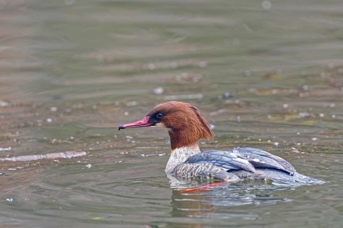 Common merganser