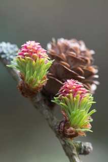 European larch