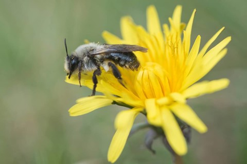 Ashy mining bee