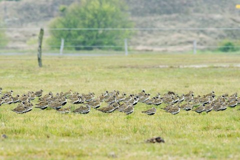 European golden plover