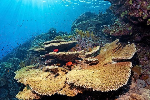 Acropora table coral