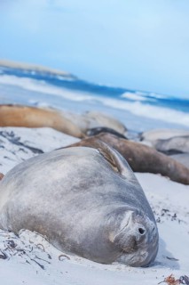 Southern Elephant Seal