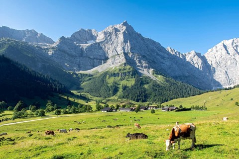 Cows on the pasture