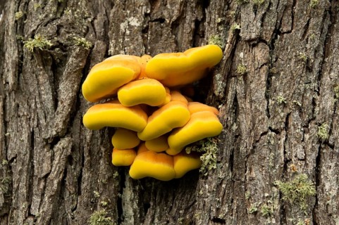 Sulphur polypore
