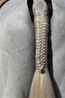 Festively plaited tail of a white horse
