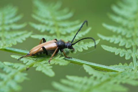 Red longhorn beetle