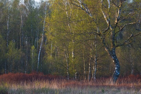 Warty birch