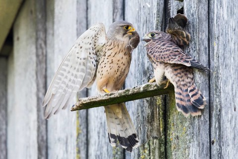 Common kestrels