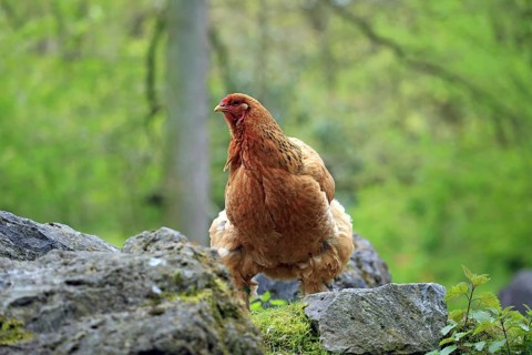 Brahma chicken