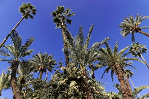 Jardin Majorelle