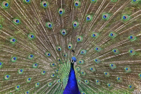 Indian peafowl