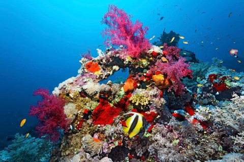 Typical coral reef with various soft corals
