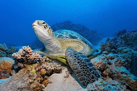 Green turtle
